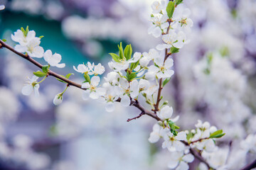 Cherry blossom in retro style