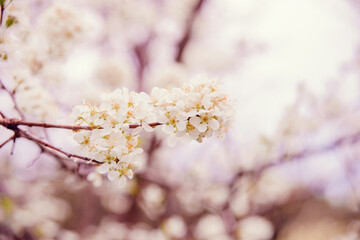 Cherry blossom in retro style
