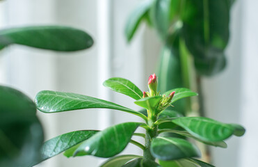 Tropical flower Pink Adenium  Desert rose selective focus