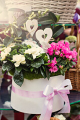 Pink azalea flowerpots for sale in flower shop