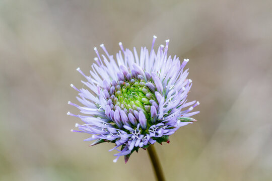 Jasione montana. Flor de Bot&oacute;n Azul.