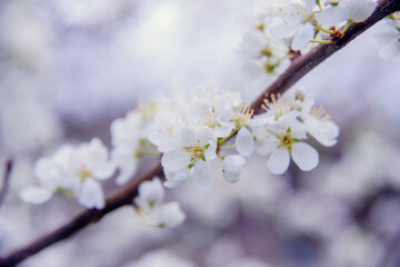 Cherry blossom in retro style