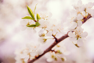 Cherry blossom in retro style