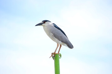 Night heron on a post