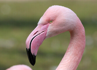 Portrait closeup of the head of a Eurasian Greater Flamingo (phoenicopterus roseus).