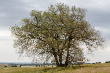 Obraz premium Quercus ilex. Encina, carrasca.