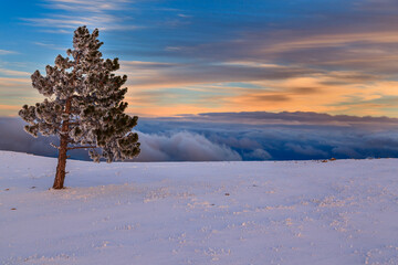 Winter landscape.