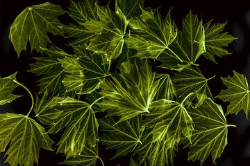 Fototapeta na wymiar spring maple leaves on black background - art photo