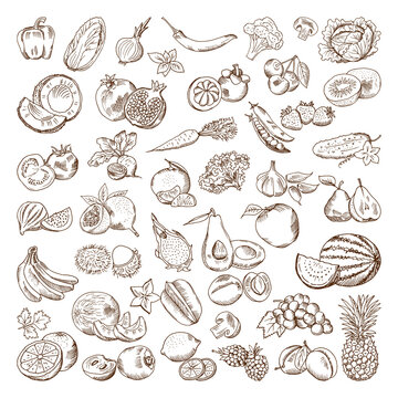Vector hand drawn pictures of fruits and vegetables. Doodle vegan food illustrations