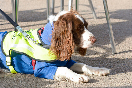 English springer spaniel dog lying down besides table at cafe