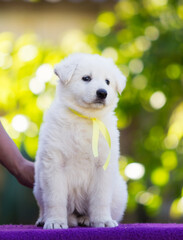 little puppy White Swiss Shepherd