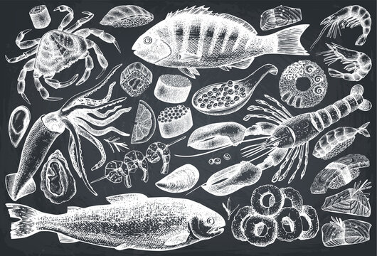 hand drawn Seafood illustrations set