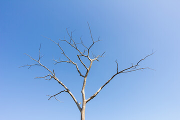 dry tree without leaves against blue sky
