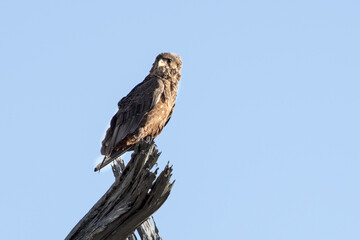 Young Bataleur Eagle Okavango Delta Botswana