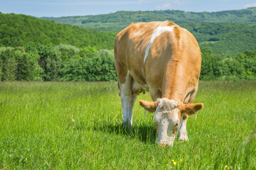 Cow feeding on a green summer pasture