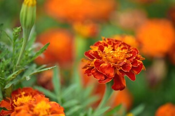 鮮やかなマリーゴールド