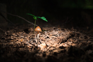 Mushroom in the forest