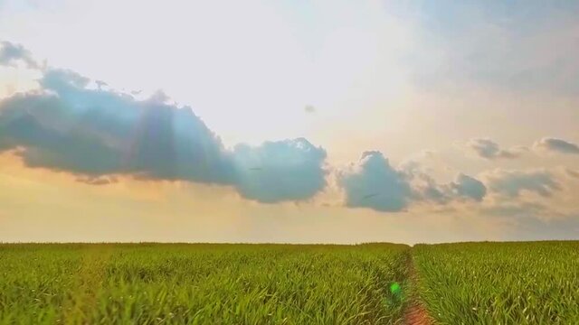 Walk on green field sky with clouds at sunset summer landscape