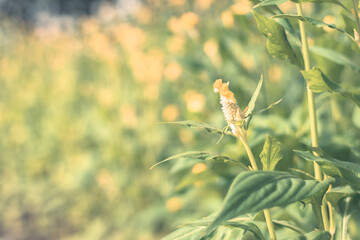  Colorful flowers for background .