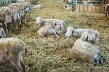 Flock of sheep feeding on hay, agriculture industry, farming and husbandry concept