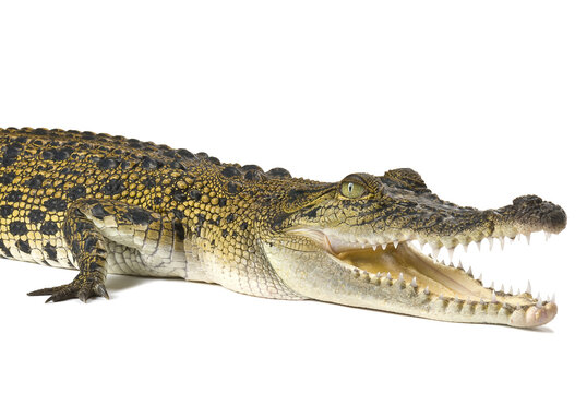 Australian saltwater crocodile, Crocodylus porosus, isolated on a white background with shadow.
