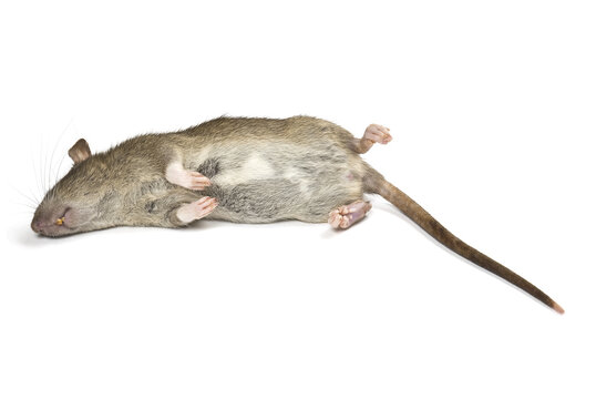 Dead rat isolated on a white background with shadow.