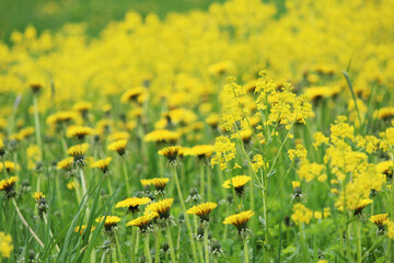 Field of blooming beautiful yellow flowers dandelions
