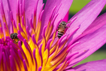 Macro image of lotus pollen