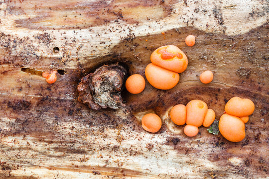 Hongos de color naranja sobre tronco de pino.