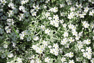 Beautiful spring flowers in garden on sunny day