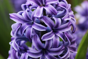 One purple hyacinth flower Hyacinthus grows on a flower bed in the Gatchina park.