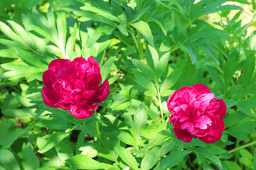 Beautiful peonies in spring garden on sunny day