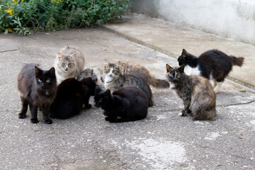 Many stray cats sit against the wall on the asphalt