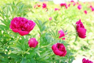 Beautiful peonies in spring garden on sunny day