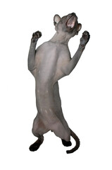 Obraz premium Cat of the Canadian Sphynx breed with open jaws on its hind legs