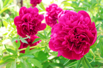Beautiful peonies in spring garden on sunny day