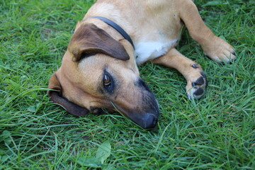 Dachshund dog in outdoor.