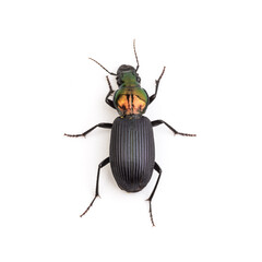 colorful beetle black body glistening head isolated