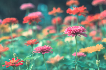  Colorful flowers for background .