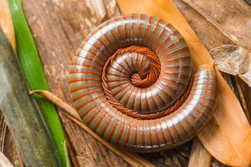 Millipede on floor with bamboo leaves