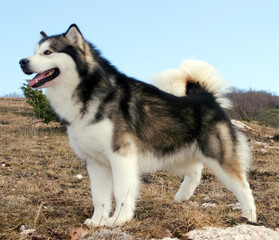 Portrait of Alaskan Malamute Dog