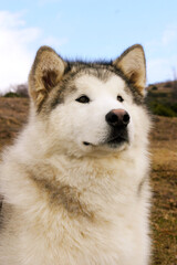 Portrait of Alaskan Malamute Dog