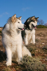 Portrait of two Alaskan Malamute Dogs