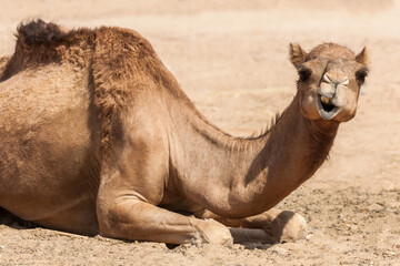 liegendes Kamel mit witzigem Gesichtsausdruck