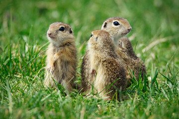 European Ground Squirrel in natural habitat