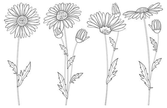 Vector set with outline Chamomile flowers, bud and leaf isolated on white background. Ornate Chamomiles in contour style for summer design, herbal cosmetics, aromatherapy, homeopathy, coloring book.