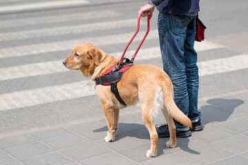 Guide dog is helping a blind man
