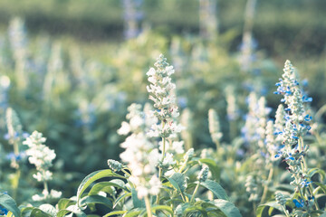  Colorful flowers for background .