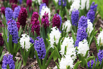 Fototapeta premium Group of purple, blue and white hyacinths of Hyacinthus flowers grows on flower bed in Gatchina park.