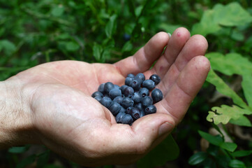 Fresh berry blueberries in the hands of the man